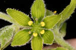 Green false hellebore